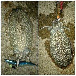 灘浜にてエギングでコウイカ〜表層までイカが浮いてきてました