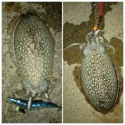 灘浜にてエギングでコウイカ〜表層までイカが…