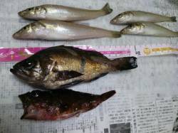 天気の気持ち良い泉佐野一文字で投げ釣りでリ…