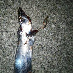 中浜にてワインド　一時間ちょいでタチウオ2匹