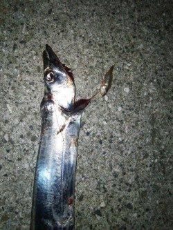 中浜にてワインド　一時間ちょいでタチウオ2匹