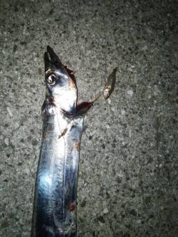 中浜にてワインド　一時間ちょいでタチウオ2…