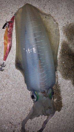 フォールに集中〜フッキング(^^)　小浦漁港エギングでアオリイカ