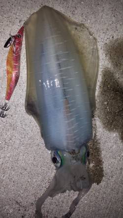 フォールに集中〜フッキング(^^)　小浦漁…