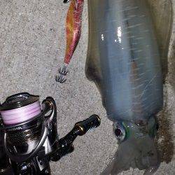 フォールに集中〜フッキング(^^)　小浦漁港エギングでアオリイカ