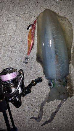 フォールに集中〜フッキング(^^)　小浦漁港エギングでアオリイカ