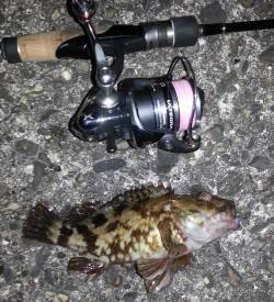 舞洲　チニング＆アジング釣行も、ガシラ13…