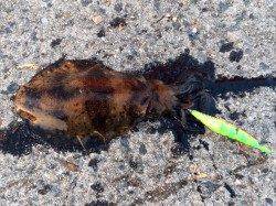 室津でエギング、足下のサイトでアオリイカＧＥＴ！