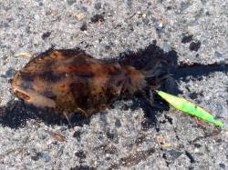 室津でエギング、足下のサイトでアオリイカＧ…