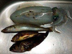 室津でエギング、足下のサイトでアオリイカＧＥＴ！