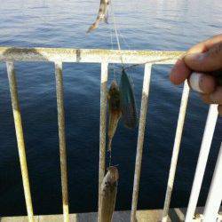 神戸ポートアイランド、時合にはキスが当たり多く忙しくできました