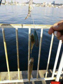 神戸ポートアイランド、時合にはキスが当たり多く忙しくできました