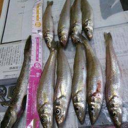 神戸ポートアイランド、時合にはキスが当たり多く忙しくできました