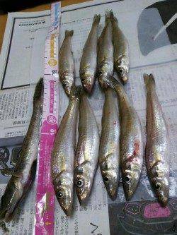 神戸ポートアイランド、時合にはキスが当たり多く忙しくできました