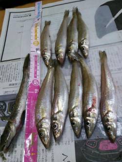 神戸ポートアイランド、時合にはキスが当たり…