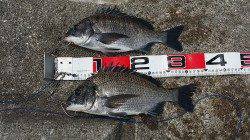 岸和田一文字にてフカセ釣りでチヌを狙ってきました