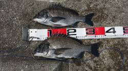 岸和田一文字にてフカセ釣りでチヌを狙ってき…