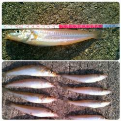 香住東港ファミリーでちょい投げ☆キス2連や20cmのナイスサイズも