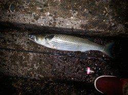 大阪南港でのアジング、20cmのアジでした(^^)d