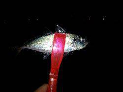 大阪南港でのアジング、20cmのアジでした(^^)d