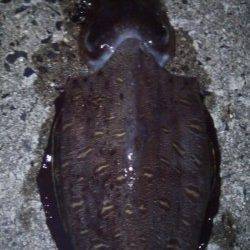 日置でエギング〜カミナリイカ連発後アオリキロアップ頂きました♪