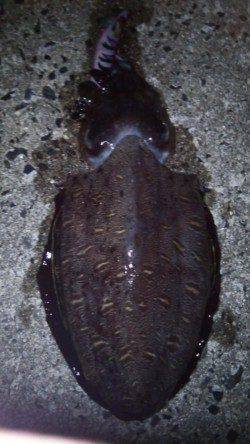 日置でエギング〜カミナリイカ連発後アオリキロアップ頂きました♪