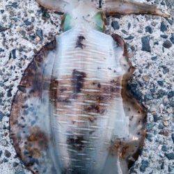 日置でエギング〜カミナリイカ連発後アオリキロアップ頂きました♪