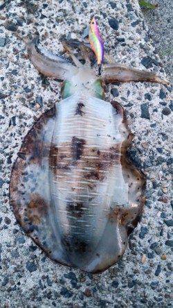 日置でエギング〜カミナリイカ連発後アオリキロアップ頂きました♪