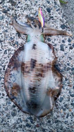 日置でエギング〜カミナリイカ連発後アオリキ…