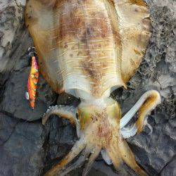 串本周辺 エギングで1970gのアオリイカ〜自己記録更新で満足の一パイ！