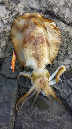 串本周辺 エギングで1970gのアオリイカ…