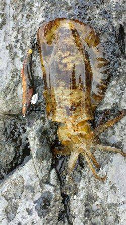 串本周辺 エギングで1970gのアオリイカ〜自己記録更新で満足の一パイ！