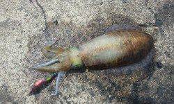 間人でエギング キロアップのアオリイカ