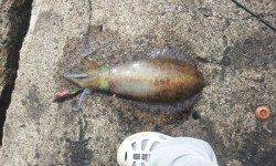 間人でエギング キロアップのアオリイカ