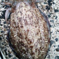 日置でエギング、上層狙いで…1.8オーバーのアオリイカ