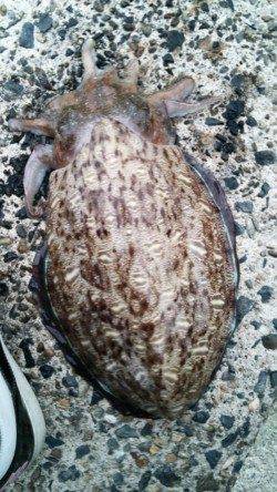 日置でエギング、上層狙いで…1.8オーバーのアオリイカ