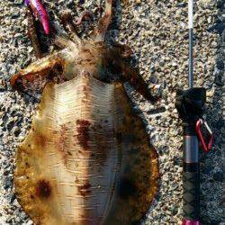 日置でエギング、上層狙いで…1.8オーバーのアオリイカ