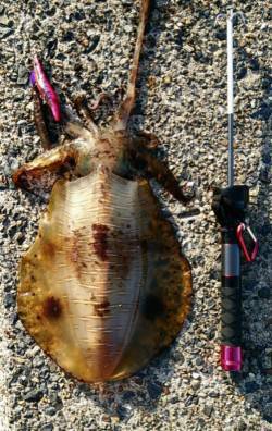 日置でエギング、上層狙いで…1.8オーバー…