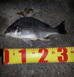 舞洲にてSLK ドリフト気味にさせるとキビレが喰ってくれました