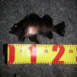 大阪南港メバリングでメバル・ガシラ・セイゴ