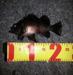 大阪南港メバリングでメバル・ガシラ・セイゴ