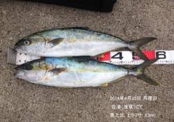 佐津（浅草）にてヒラマサ63㎝