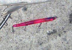 貝塚シーバス連敗ストップ〜レギュラーサイズですが嬉しい一匹！