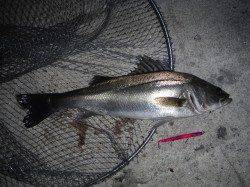 貝塚シーバス連敗ストップ〜レギュラーサイズですが嬉しい一匹！