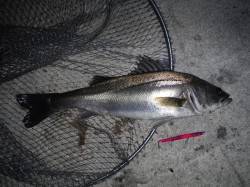 貝塚シーバス連敗ストップ〜レギュラーサイズ…