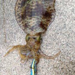 小浜エリアのアオリイカ、防波堤エギングでも釣れる時期がきました♪