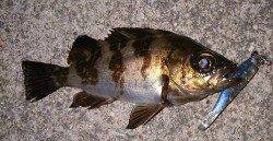 佐野漁港メバリング、ボトムステイでタケノコメバル27cmがHIT！