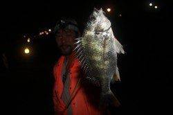 大阪南港チニング SLKで広範囲を探り歩きキビレとシーバスをゲット