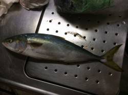 北港魚つり公園　カゴ釣りでハマチ48.5c…