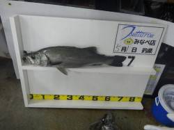 みなべ町堺グランド横でアオリイカ・ヒラスズ…